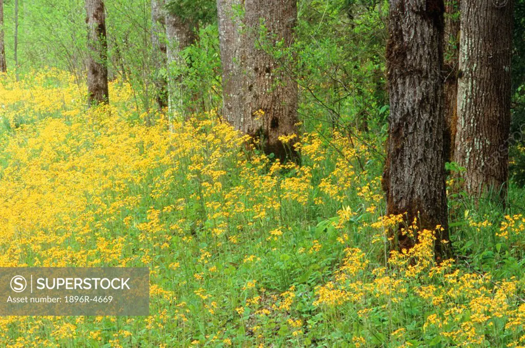 Woodland Scene of Golden Ragworts Seneco aureus and Trees  Great Smokey Mountains National Park, Tennessee, United States of America