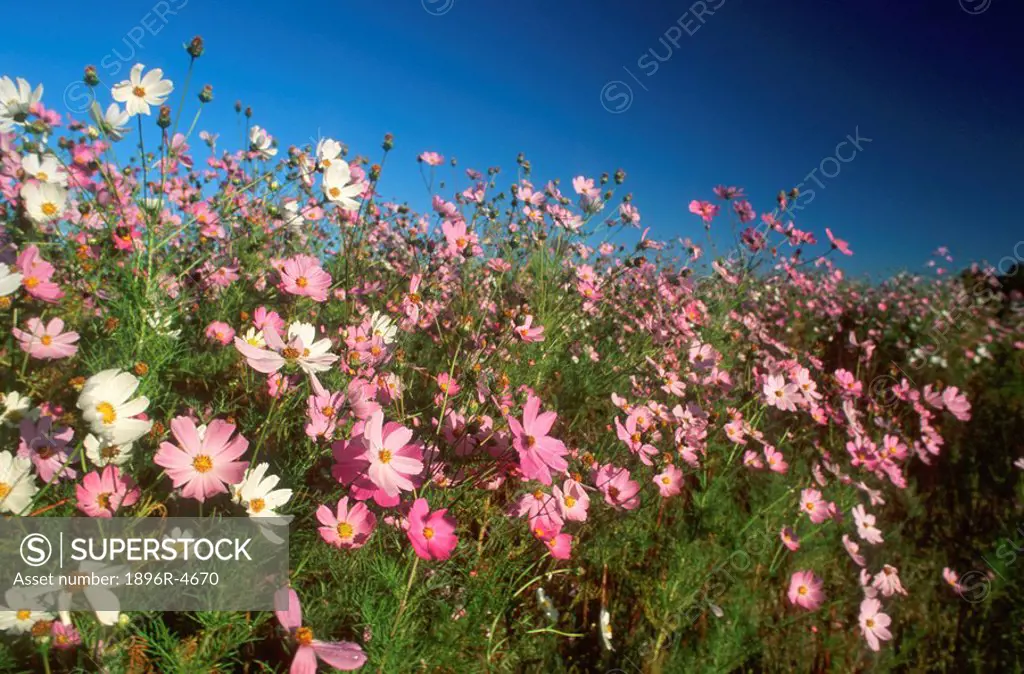 Field of Cosmos Flowers Against a Blue Sky  Bethlehem, Free State Province, South Africa