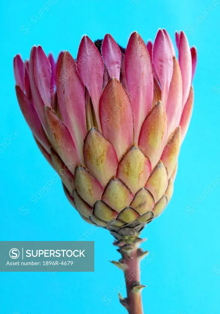 King Protea Protea cynaroides on a Blue Background  Studio, Cape Town, Western Cape Province, South Africa