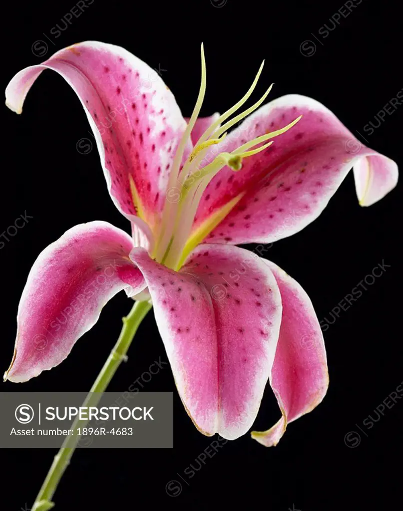 Pink Tiger Lily Liliaceae hermerocallis on a Black Background  Studio, Cape Town, Western Cape Province, South Africa