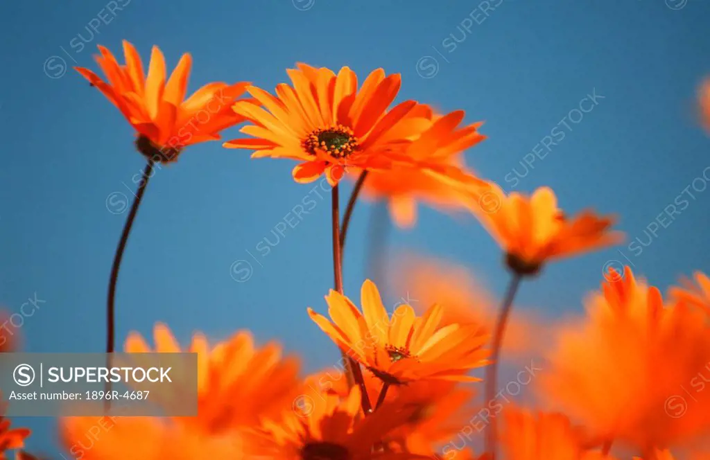 Close-up of Cape Marigolds African orange daisy Dimorphotheca in Field  Namaqualand District, Northern Cape Province, South Africa