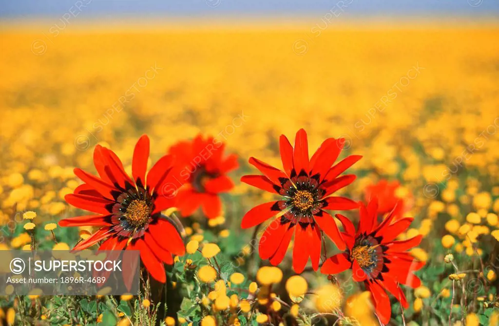 Four Red Wild Daisies amongst a Field of Yellow Wild Flowers  Namaqualand, Northern Cape Province, South Africa