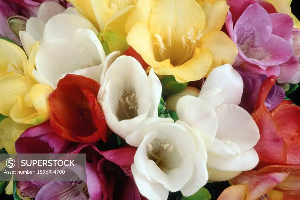 Close-Up of a Bouquet of Colourful Freesias  Studio Shot