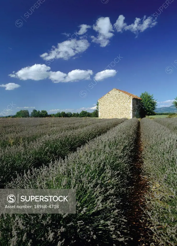 View Over Lavender Fields to a Stone Hut  Plateau de Valensole, Alpes-de-Haute Provence, France