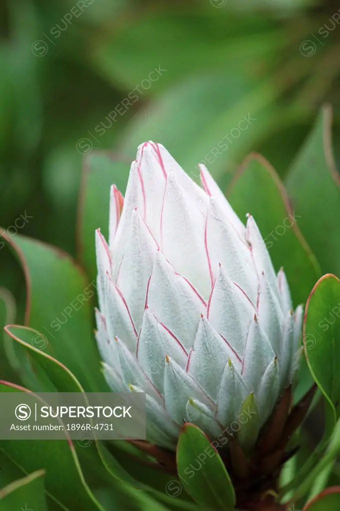 Close-Up of a White Protea Protea punctata  Hogsback, Eastern Cape Province, South Africa