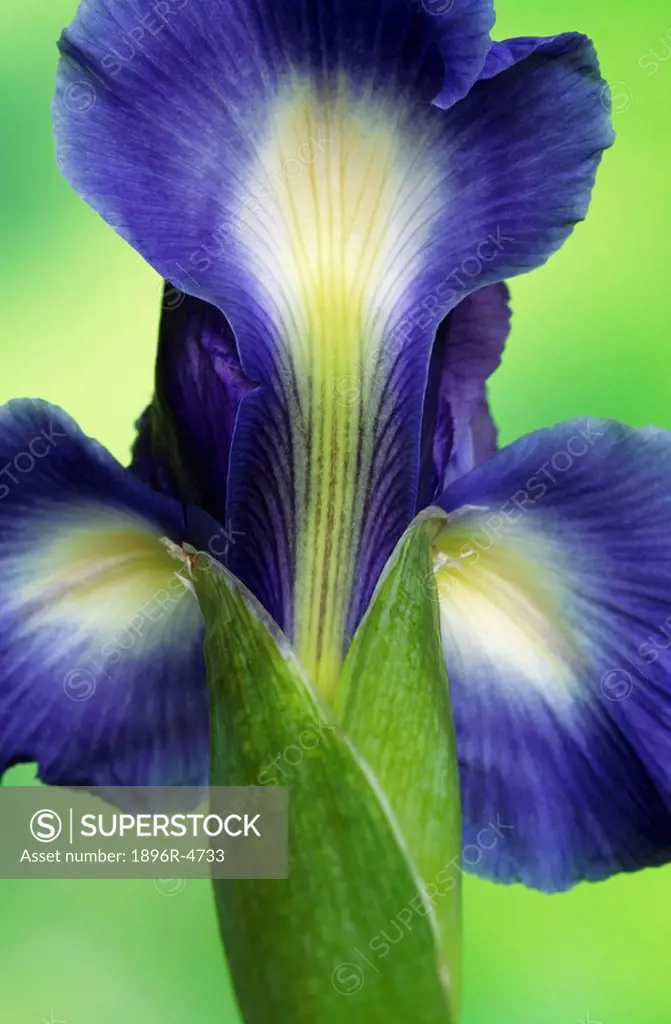 Close-Up of a Dutch Iris Iris xiphium Against a Green Background  Grahamstown, Eastern Cape Province, South Africa