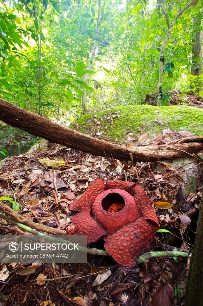 Rafflesia Rafflesia keithii  Gunung Gading National Park, Borneo, Malaysia