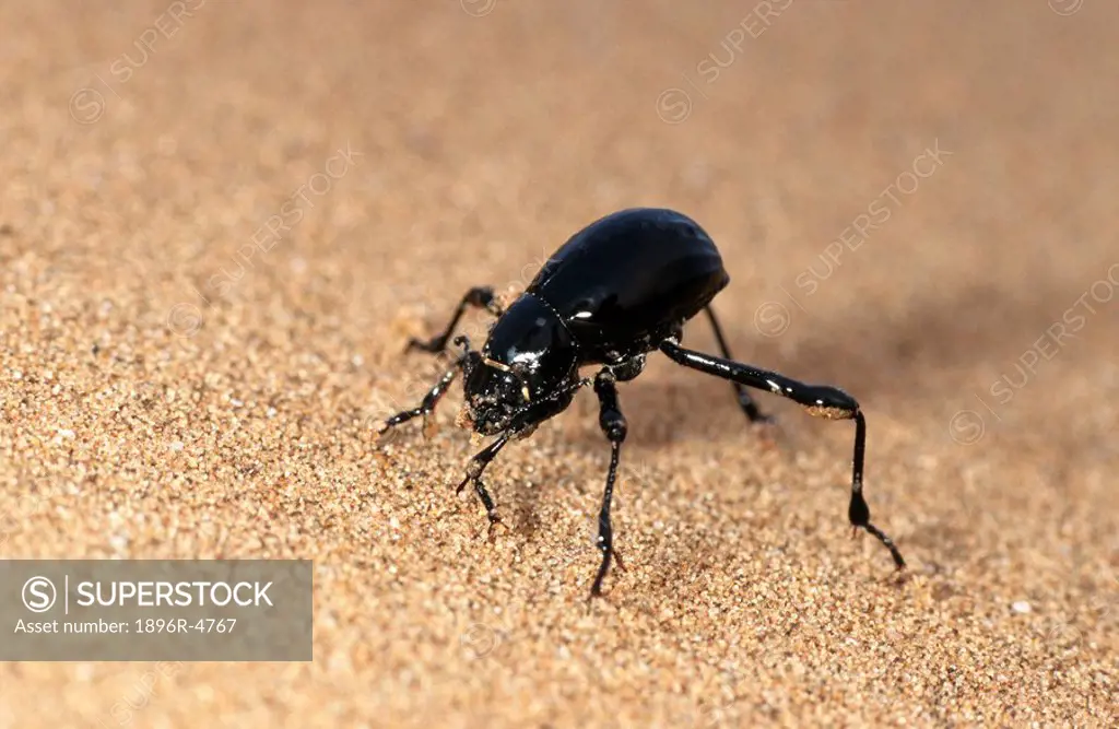 Black Tenebrionid Beetle on Desert Sand  Namib Desert, Namibia