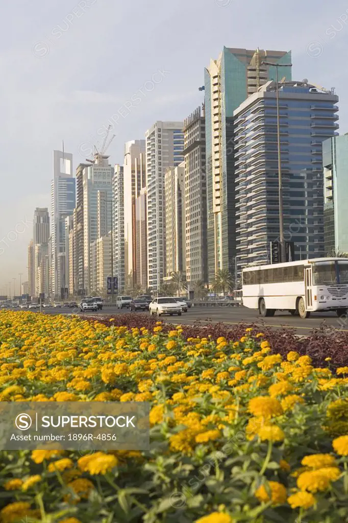 View of Yellow Flowers in Bloom on Sheikh Zayed Road  Dubai, United Arab Emirates