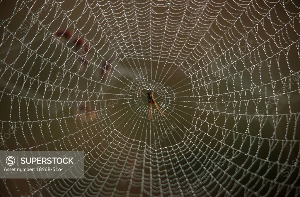 Portrait of a Spider in the Middle of its Web  Mala Mala Reserve, Mpumalanga Province, South Africa