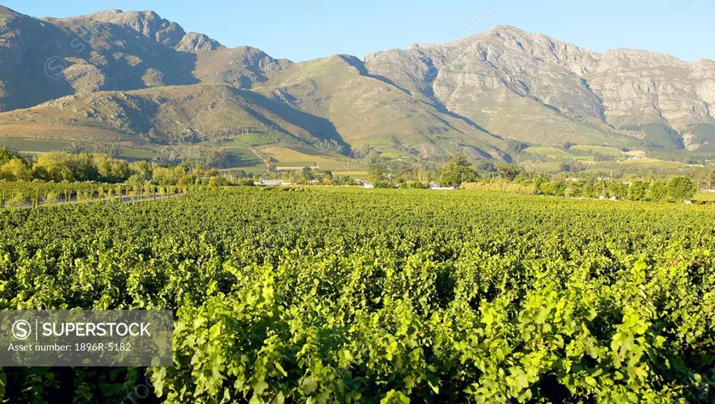 Vineyard and Mountain Landscape Scene  Stellenbosch, Western Cape Province, South Africa