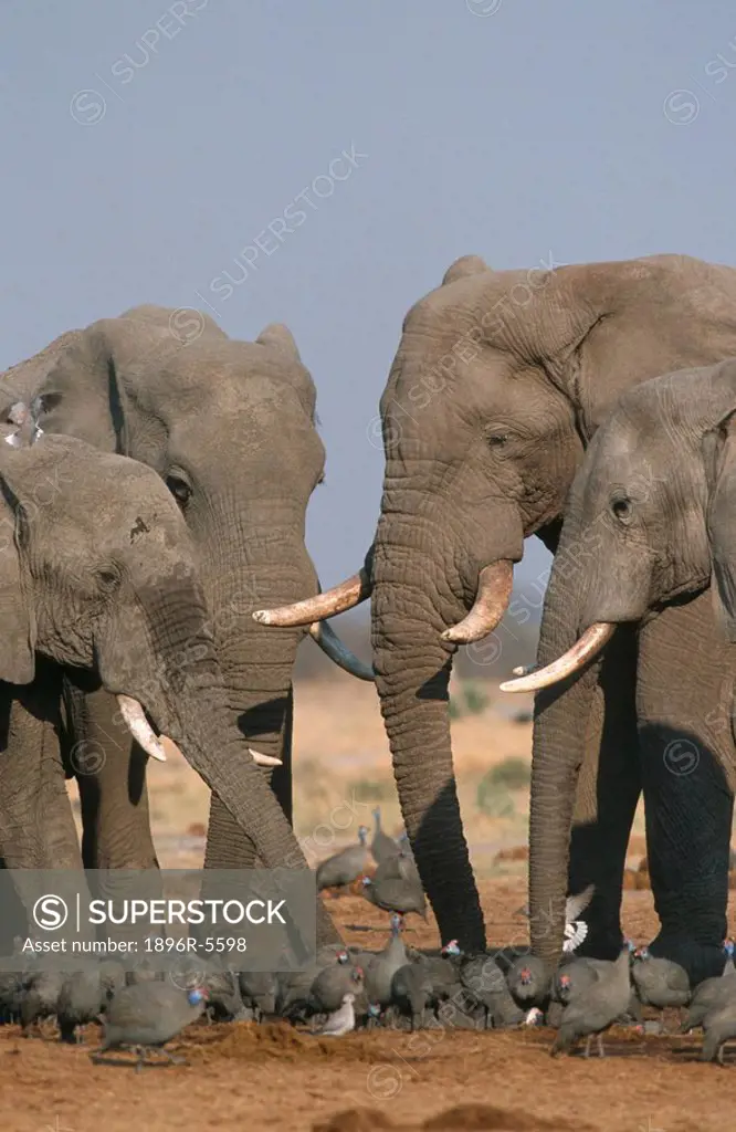 African Elephant Loxodontaafricana bulls with a flock of Turtle doves Streptopelia turtur and Guinea Fowls Numida meleagris in Savute, Chobe National...