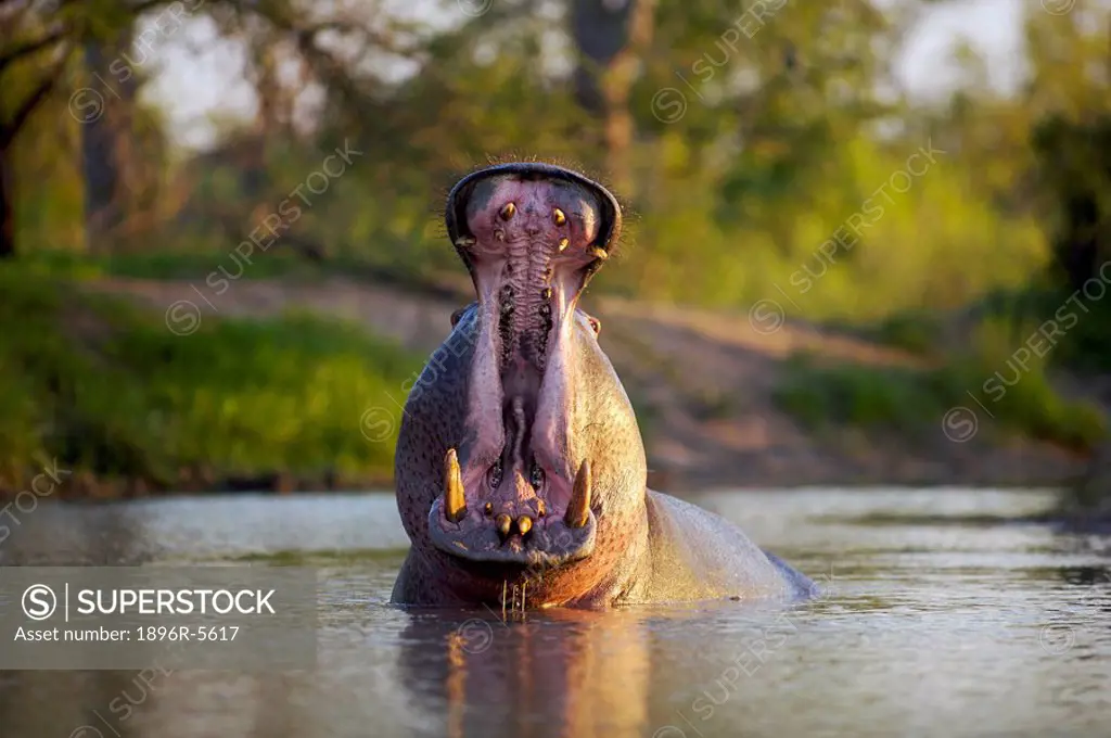 Hippo Hippopotamus amphibius Yawning, Elephant Plains, Sabi Sands Conservancy, Mpumalanga Province, South Africa