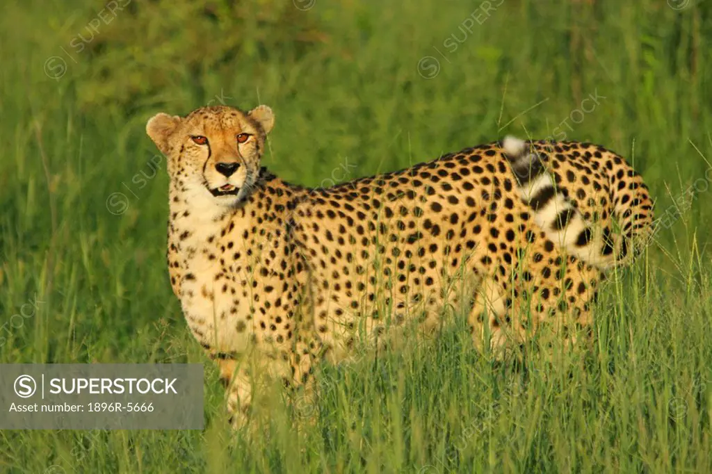 Female Cheetah Acinonyx jubatus Standing Alert in Lush Grasslands  Kruger National Park, Limpopo Province, South Africa