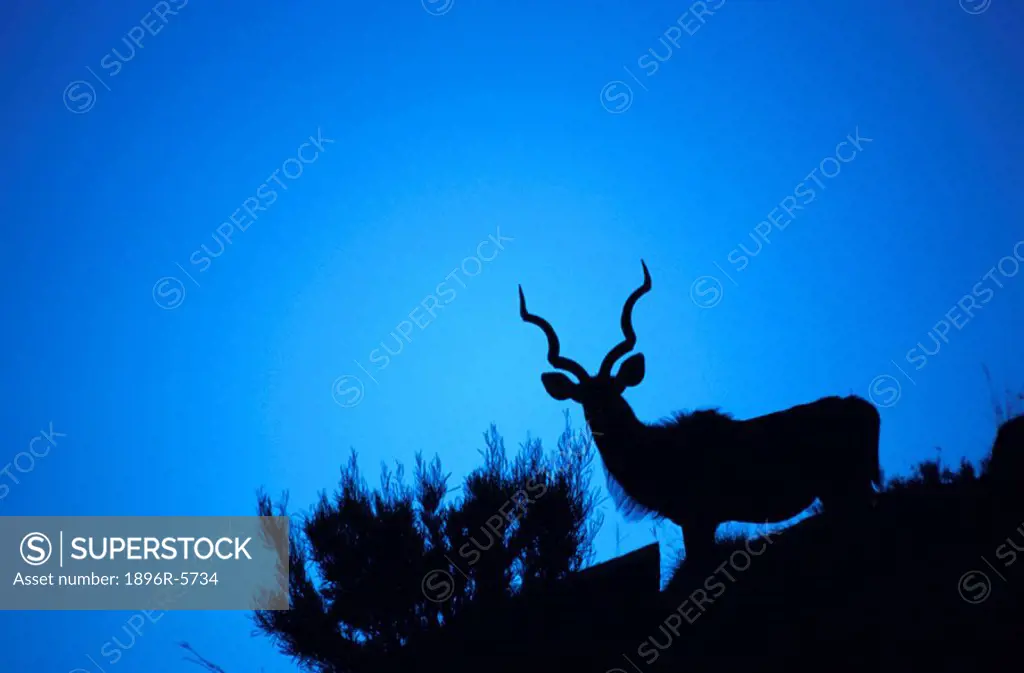 Dramatic Silhouette of a Greater Kudu Tragelaphus strepsiceros against a Blue Sky  Mountain Zebra National Park, Eastern Cape Province, South Africa