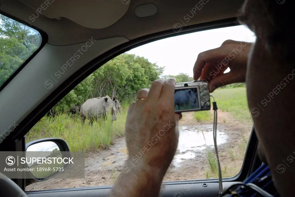 View of a Man Photographing a White Rhino Ceratotherium sim from a Car Window on his Digital Camera  Lake Chivero National Park, Zimbabwe