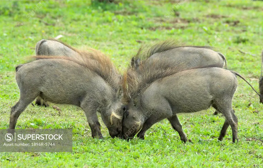 Four Young Warthogs Phacochoerus africanus Playing Around  Addo Elephant Park, Eastern Cape Province, South Africa