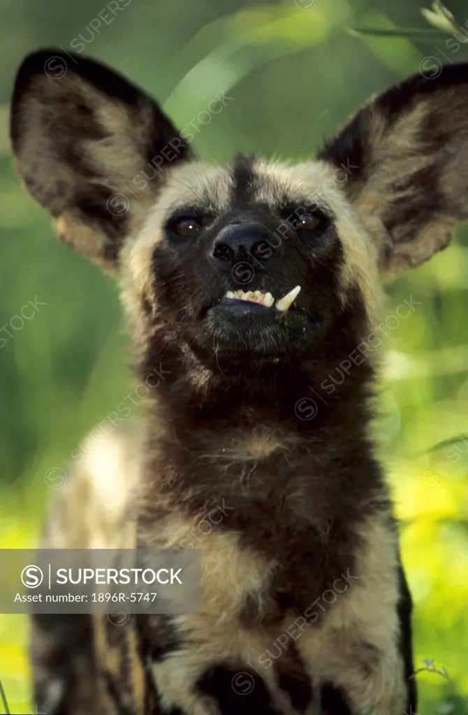 Close-up Front View of a Wild Dog Lycaon pictus with his Teeth Sticking out  Hwange National Park, Matabeleland North, Zimbabwe
