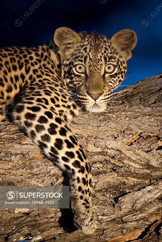 Leopard Panthera pardus, Greater Kruger National Park, South Africa