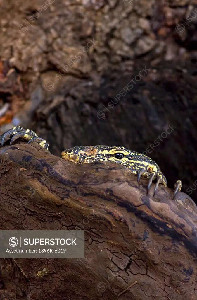 A water monitor Varanus niloticus peers out of a hollow tree, claws showing, Kruger National Park, Mpumalanga Province, South Africa