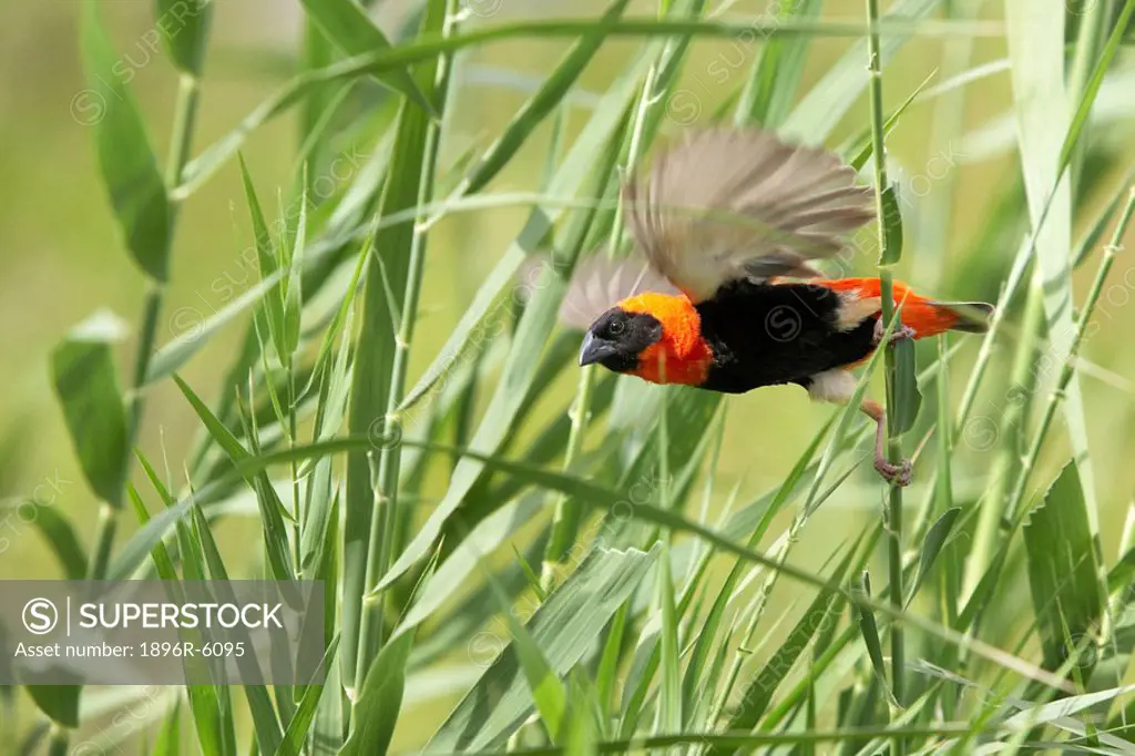 Red Bishop Euplectes orix taking flight off long piece of grass, Pilanesberg Game Reserve, North West Province, South Africa