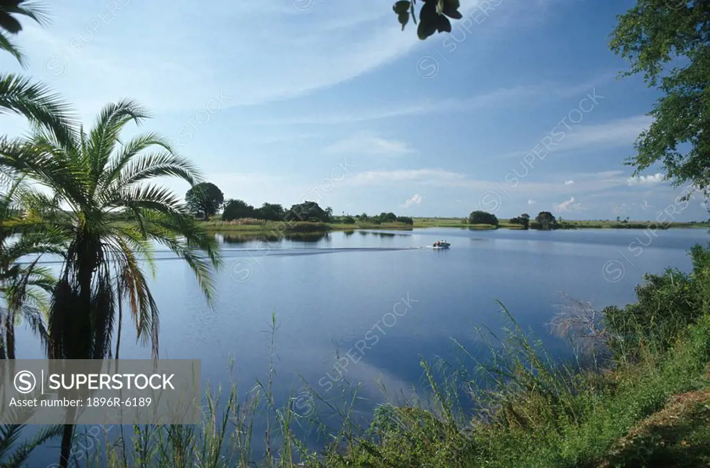 View of the Chobe River with palm tree and a boat. Chobe River, Namibia, Southern Africa