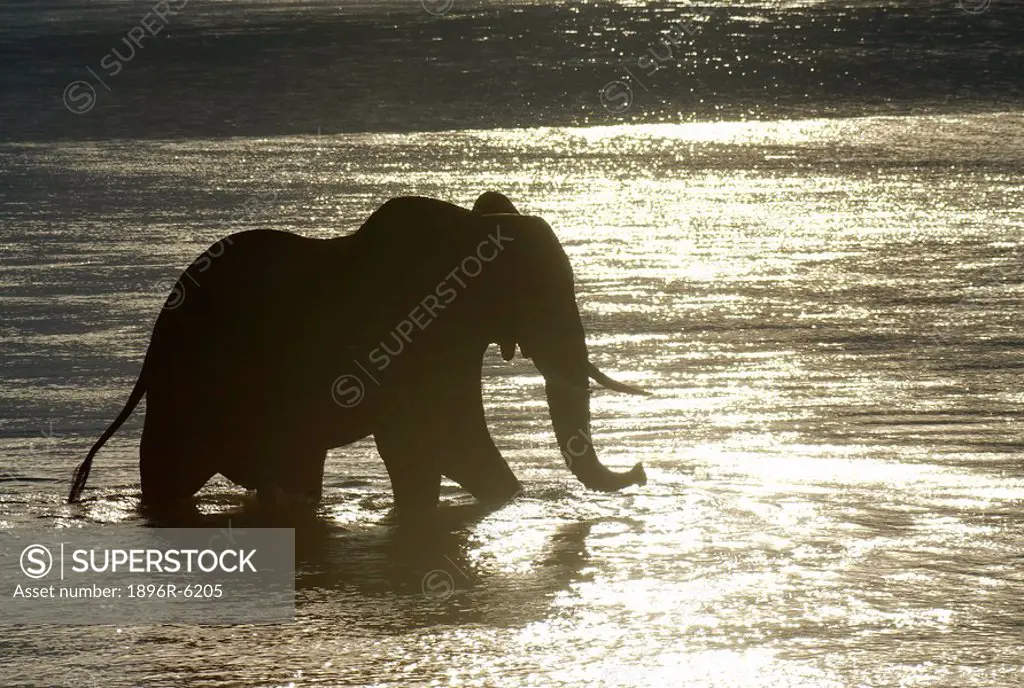 Large bull elephant Loxodonta Africana crosses the Zambezi river from Zambia into Zimbabwe, Mana Pools National Park, Mashonaland, Zimbabwe, Africa
