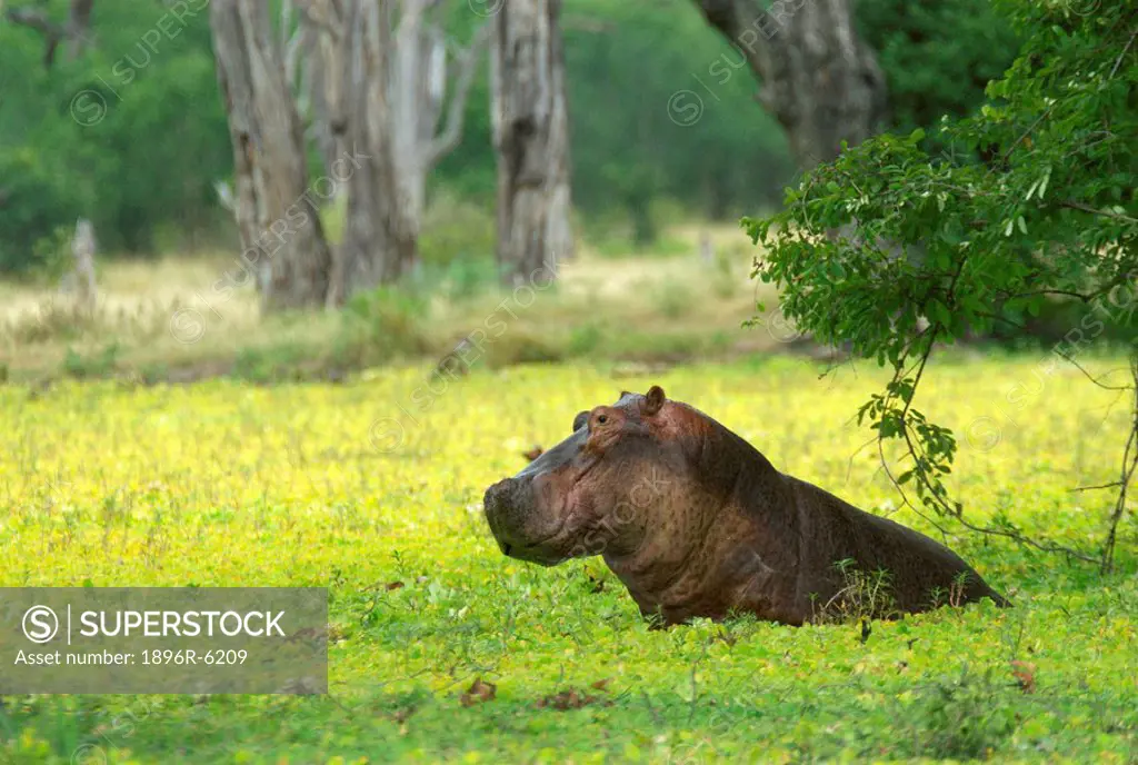 Large Hippopotamus Hippopotamus amphibius is seen in a large pool covered in Hyacinth. Mana Pools National Park, Mashonaland, Zimbabwe, Africa