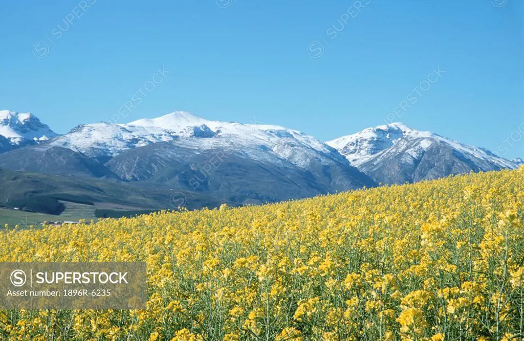 Canola fields and snow covered mountains in the Overberg. Western Cape Province, South Africa