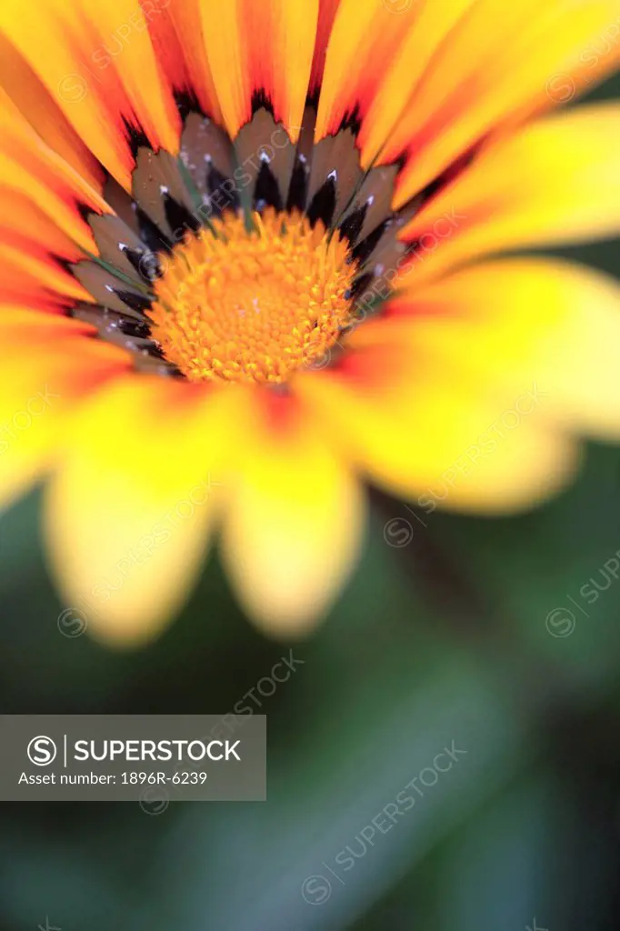 Close up of a Gaznia in flower Gazania rigida Namaqualand ´s most well known and striking perennial plants of the Daisy family. Grahmastown, Eastern C...
