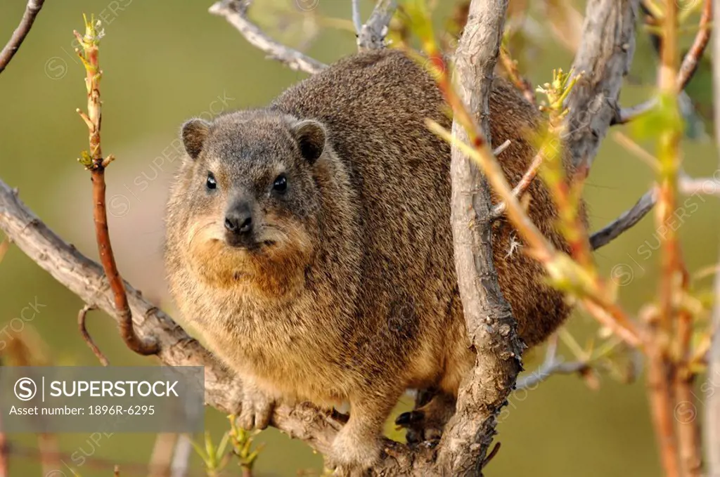 Dassie or rock hyrax Procavia capensis sits perched in a tree. Northern Drakensberg, KwaZulu Natal Province, South Africa