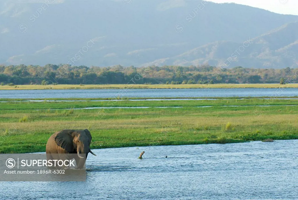 Large bull elephant Loxodonta africana utilises the shallows bellow Mucheni campsite to cross the Zambezi river. Mana Pools National Park, Masonaland ...