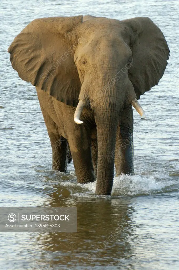 Large bull elephant Loxodonta africana utilises the shallows bellow Mucheni campsite to cross the Zambezi river. Mana Pools National Park, Mashonaland...