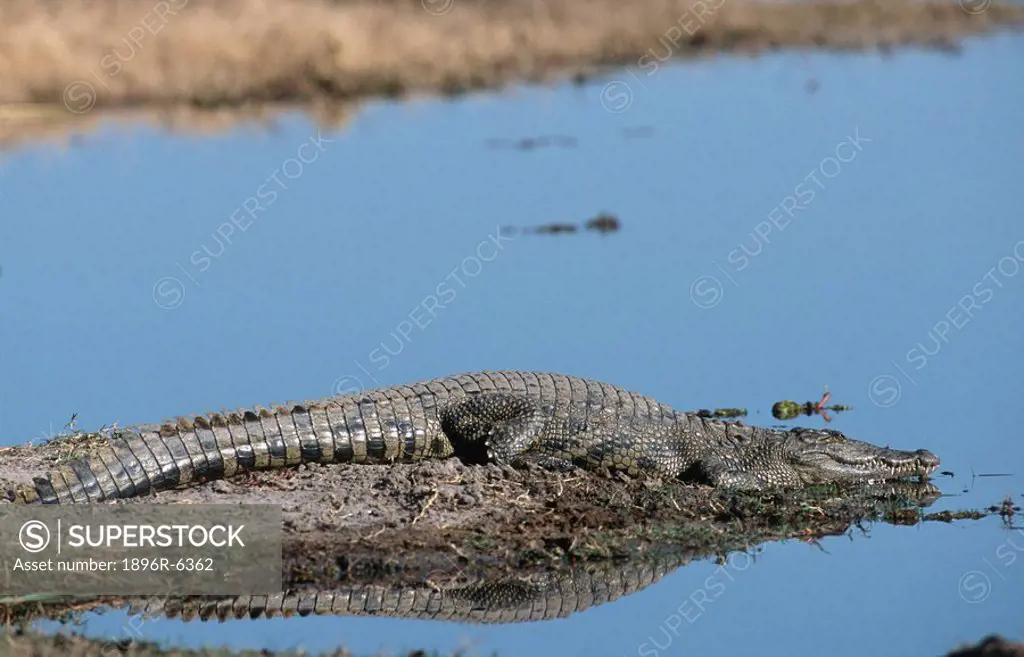 Nile Crocodile Crocodylus niloticus lying at the waters edge. Okavango Delta, Botswana, Africa