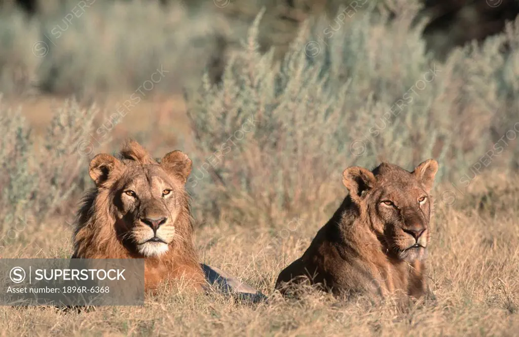 African Lion Panthera leo and Lioness lying alongside eachother. Okavango Delta, Botswana, Africa