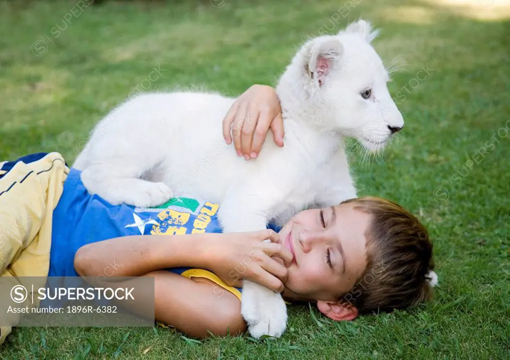 Young boy plays with a white lion Panthera leo krugeri cub on the grass. Bethlehem, Free State Province, South Africa