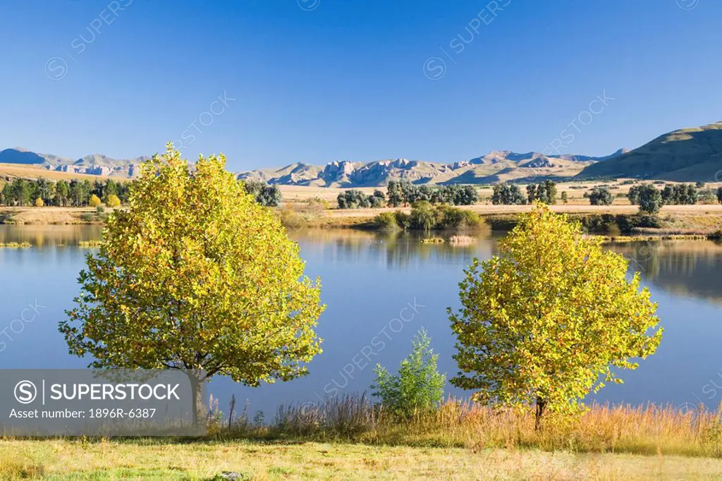 Trees with Autumn leaves on the bank of Thompson Dam. Elliot, Eastern Cape Province, South Africa