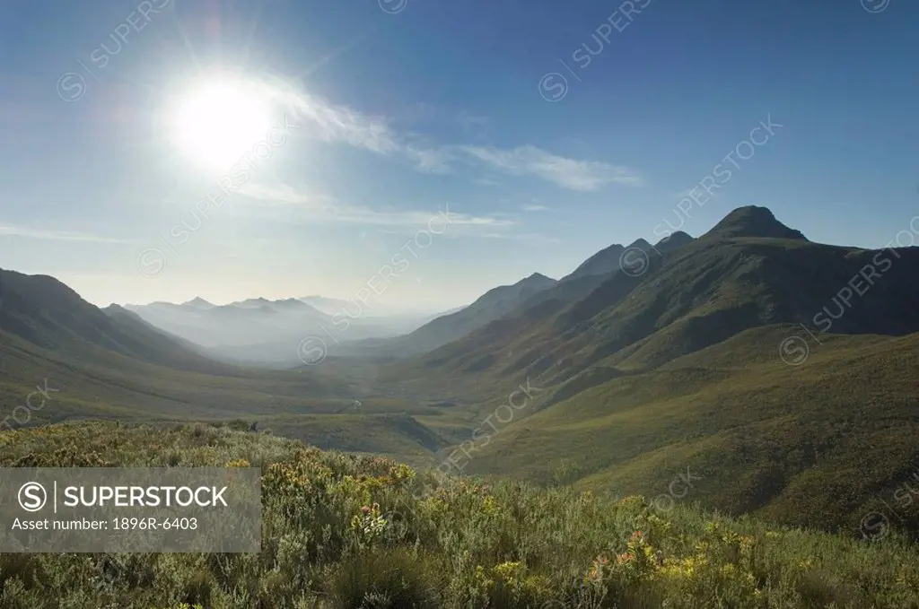 South African mountain scape on the Garden Route with Fynbos in the foreground. George, Western Cape Province, South Africa