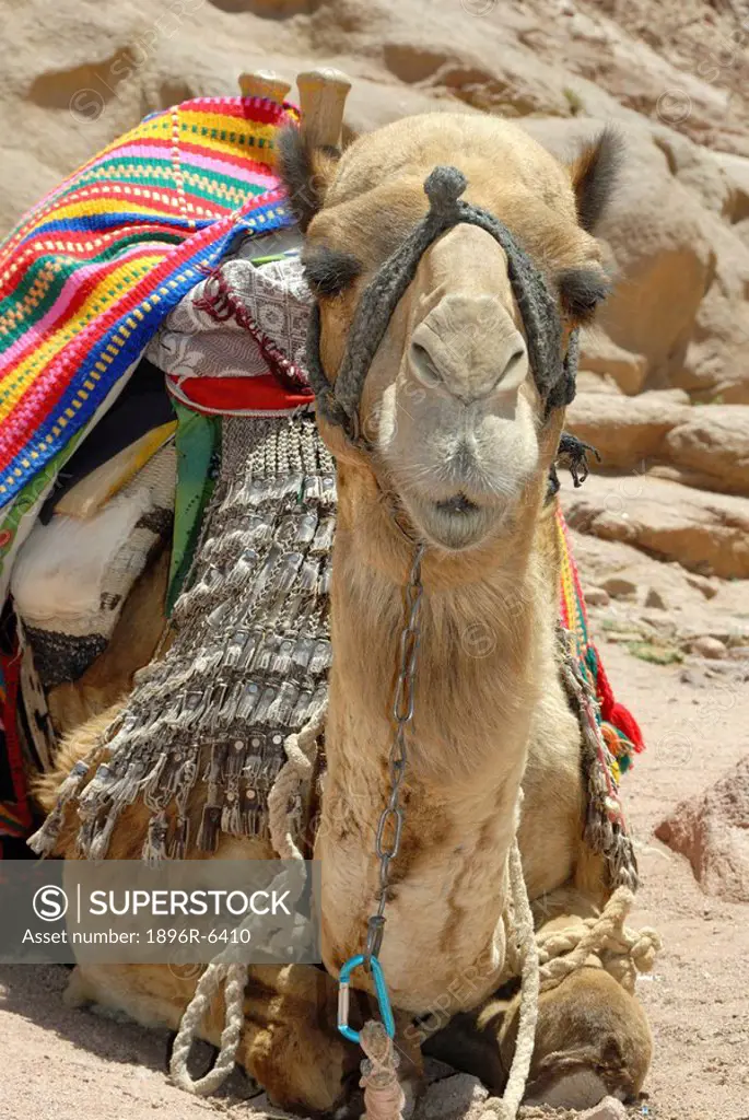 Bedouin camel with coloured rug hanging over the saddle. St Catherines Monastery, Sinai, Egypt, Africa