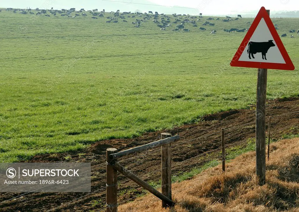 Cow warning sign alongside a green field. KwaZulu Natal midlands, South Africa