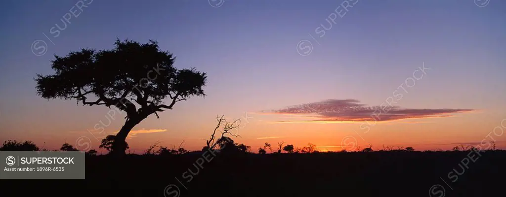 Acacia tree at sunset in the summer. Chobe National Park, Botswana, South Africa