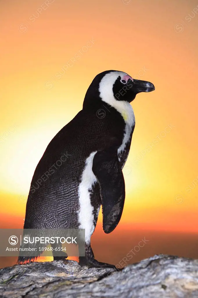 African Penguin at sunset on Boulders Beach, Simonstown, Western Cape Province, South Africa