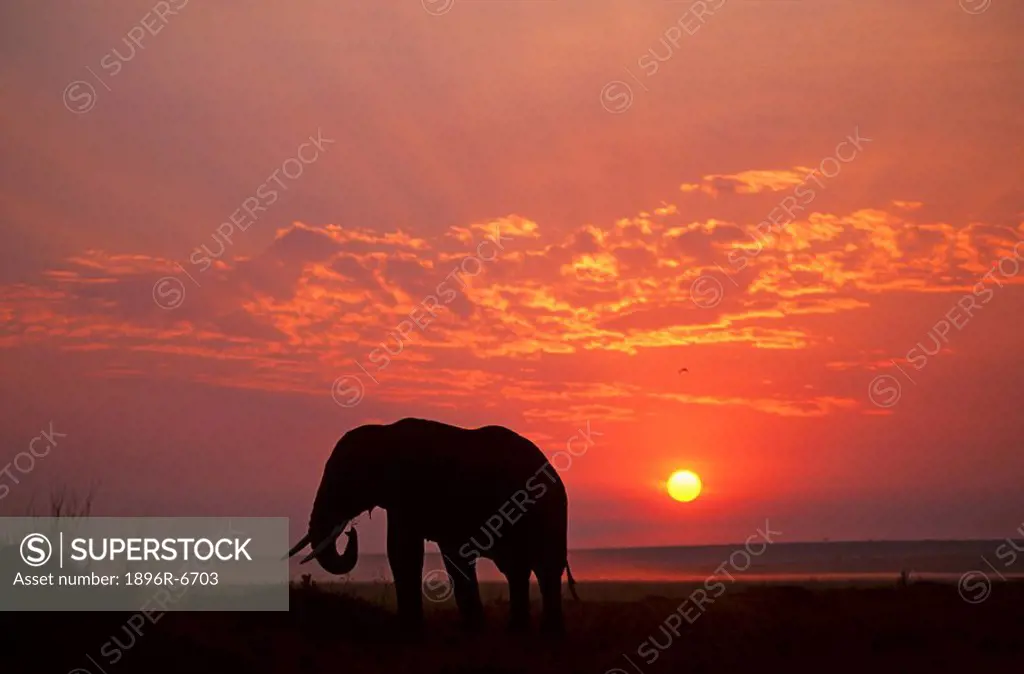 Silhouette of an African Elephant Loxodontaafricana at sunrise, Masai Mara, Kenya, Africa