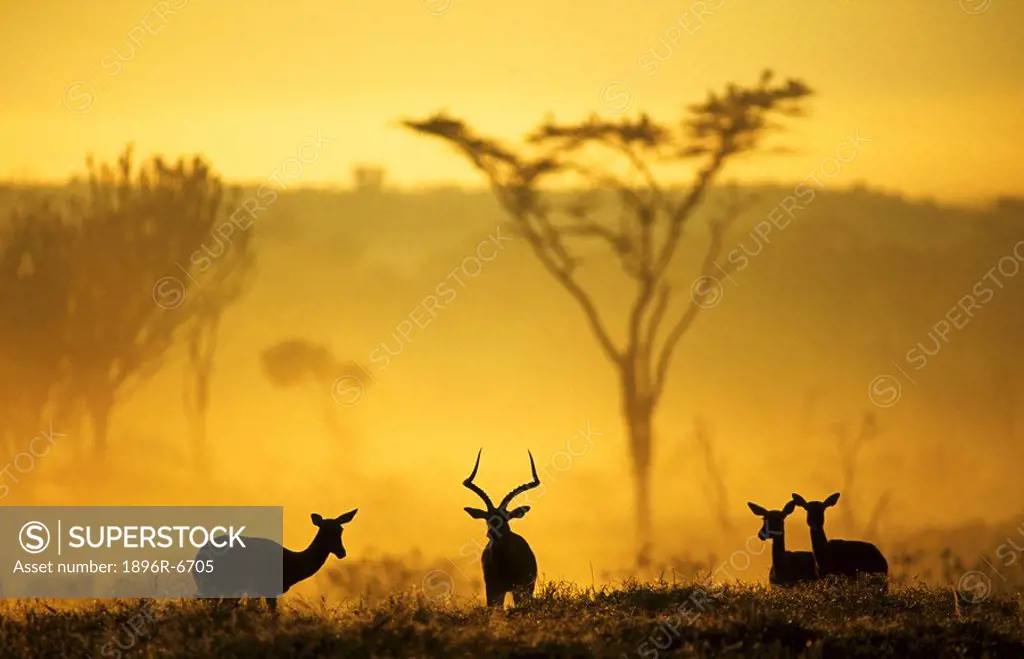 Impalas Aepyceros melampus in early morning mist, Lake Nakuru National Park, Kenya, Africa