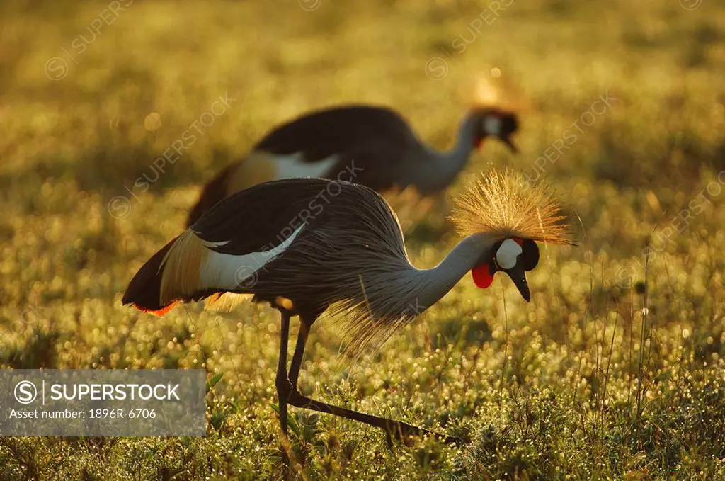 Grey Crowned Cranes Balearica regulorum in early morning light, Masai Mara, Kenya