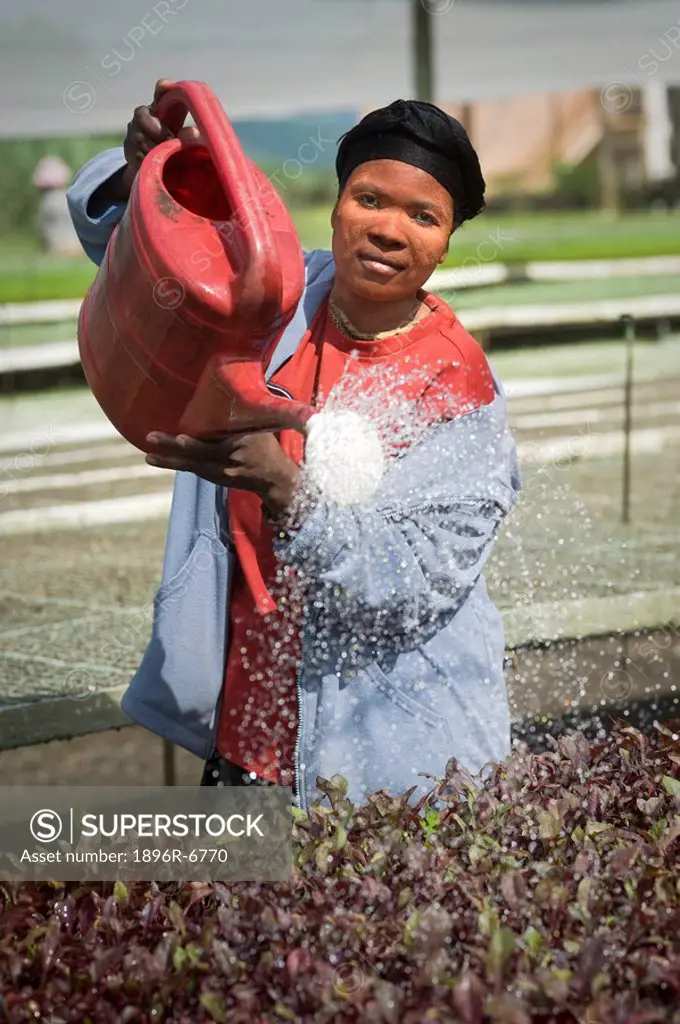 Woman watering seedlings in a nursery near Pongola, Kwazulu_Natal Province, South Africa