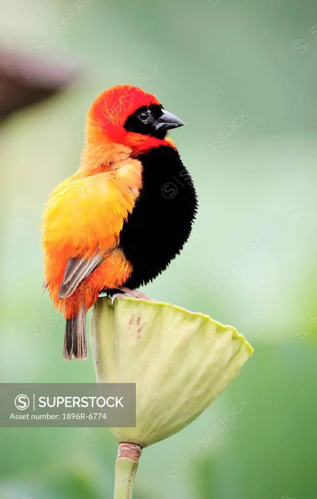 Portrait of male Southern Red Bishop Euplectes orix bird on lily flower seed head, Durban, KwaZulu_Natal Province, South Africa