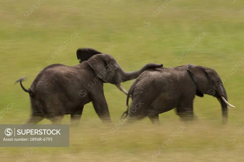 Elephant bull Loxodonta Africana chasing female before mating in motion blur, Masai Mara, Kenya