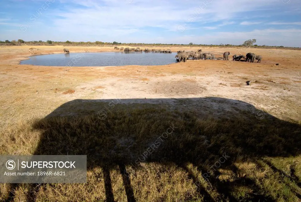Elephants drink at Nyamandhlovu waterhole. Nyamandhlovu pan, Hwange National Park, Matabeleland, Zimbabwe, Southern Africa