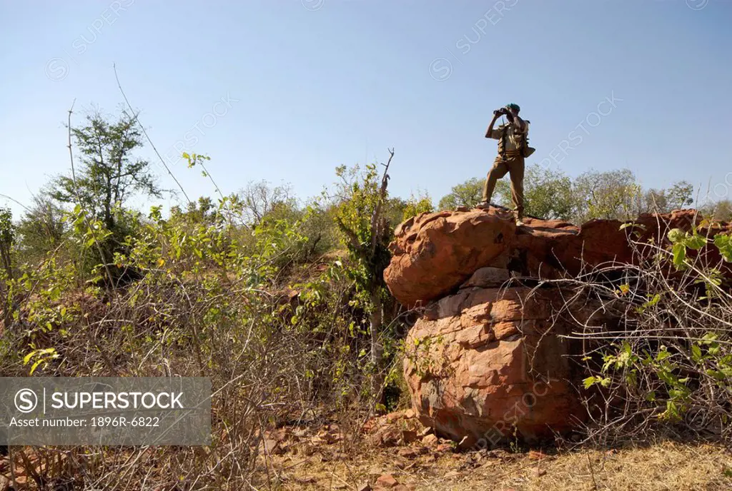 A senior National Parks ranger, scans the surrounding bush for dangerous game before he commences a walk with clients. Bumbuzi ruins, Hwange National ...